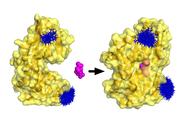 The P domain (yellow) patrols with its mouth open until it encounters a sialic acid molecule (purple). This movement was analyzed with distance measurements using the spin markers shown in blue.  © Dr. Gregor Hagelüken/Uni Bonn