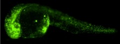 Fluorescent beads (green) in a one-day old zebrafish embryo. The beads injected at the one-cell stage were maintained within the embryos and did not affect their development. Credit: Hörner et al./Journal of Biophotonics