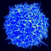 Picture of a healthy human T-cell.