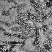 Rod-like cellulose nanocrystals (CNC) approximately 120 nanometers long and 6.5 nanometers in diameter under the microscope. (Image: Empa)