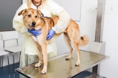 Dogs suffering from mammary tumors aid breat cancer research for humans. Michelle Aimée Oesch, University of Zurich