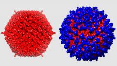 The adenovirus (left) camouflages itself from the immune system thanks to its protective coat (right). (Image: UZH)