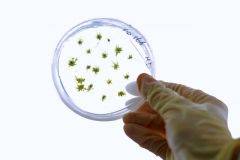 Moss plants on a Petri dish. Photo: Sigrid Gombert (University of Freiburg)