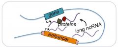 The long non-coding RNA called A-ROD functions within a loop to recruit proteins to the DKK1 gene.  © E. Ntini / Max Planck Institute for Molecular Genetics