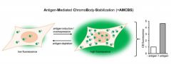 Antigen-Mediated-ChromoBody-Stabilization (AMCBS). NMI