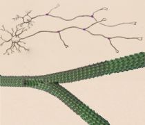 In neuronal cells, the protein SSNA1 (pink) accumulates at branching sites in axons (top). The SSNA1 fibrils attach to the microtubules (green) and trigger branching (bottom). © Naoko Mizuno, MPI of Biochemistry