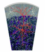 The distal dendrites of pyramidal neurons (red) are controlled by a specialized set of interneurons (white) in layer 1 of neocortex. Artwork by Julia Kuhl (http://somedonkey.com/).