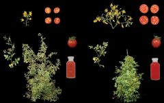 The new cultivated tomato (right) has a variety of domestication features which distinguish it from the wild plant (left). Photo: Agustin Zsögön/Nature Biotechnology