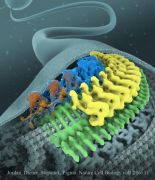 Cryo-electron microscopy reveals the structure of intraflagellar transport nanomachines (yellow, green) and the inhibitory mechanism of the dynein motor (blue). Jordan et al. Nature Cell Biology / MPI-CBG / Illustration: Bara Krautz