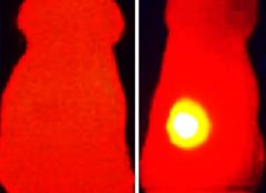 Infrared thermal images - Right side: Elevated tumor (yellow) temperature in mice after laser irradiation in with OMV-melanin treated mice. Left side: mouse treated with OMVs without melanin. Vipul Gujrati / Technical University of Munich