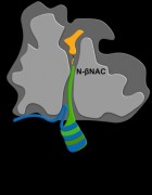 Ribosome binding of NAC is mediated by a ribosome binding regulatory arm (N-αNAC, blue) and a translation sensor domain (N-βNAC, green). Martin Gamerdinger