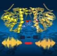 Time-lapse images show that the enzyme ‘breathes’ during turnover: it expands and contracts aligned with the catalytic sub-steps. Its two halves communicate via a string of water molecules. Jörg Harms / MPSD
