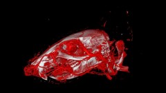 3D imaging of the blood vessels of a mouse head using X-ray computer tomography and the newly developed contrast agent "XlinCA". Willy Kuo, University of Zurich