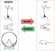 Illustration_1: Stroke leads to a reduction of VEGFD levels, loss of dendrites, brain damage, and impaired motor functions. As research on a mouse model has shown, VEGFD-based therapies can prevent structural disintegration, thereby facilitating functional recovery. Heidelberg University