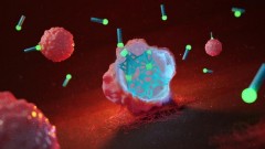 The physical structures of cancer cells are disrupted by a web forming inside of the cells – which activates their self destruction mechanism. © MPI-P