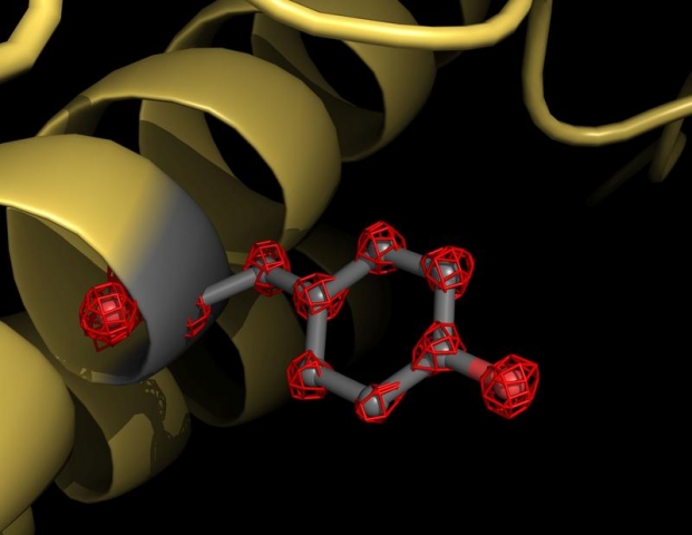 Cryo-EM visualizes individual atoms in a protein for the first time. The cartoon shows a part of the apoferritin protein (yellow) with a tyrosine side chain highlighted in grey. Atoms are individually recognizable (red grid structures). © Holger Stark / Max Planck Institute for Biophysical Chemistry