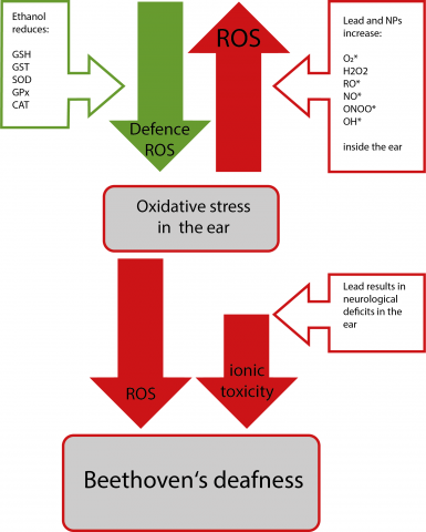Figure 2: Mechanism underlying the development of oxidative stress (ROS) and ionic toxicity, in combination resulting in Beethoven’s deafness. The ROS is generated by lead intoxication inside the ear through two factors, the nanoparticular matter and the chemical composition. The ethanol consumption results in a depletion of the defense mechanism against ROS. Both lead to an elevated ROS inside the ear.