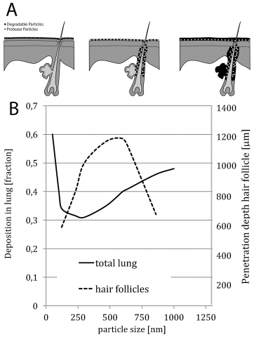 Figure 1: (A) Distribution of the particular matter into the follicles in a schematic presentation. (B) Particle size determines deposition in lung and penetration depth in hair follicle. In hair follicles penetration is highest for particles of a size ~ 643 nm with a depth of ~ 1200 µm.